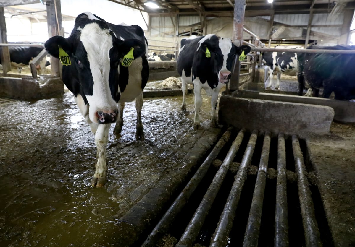 Federal funds for methane-cutting digesters in farms could end up boosting methane emissions