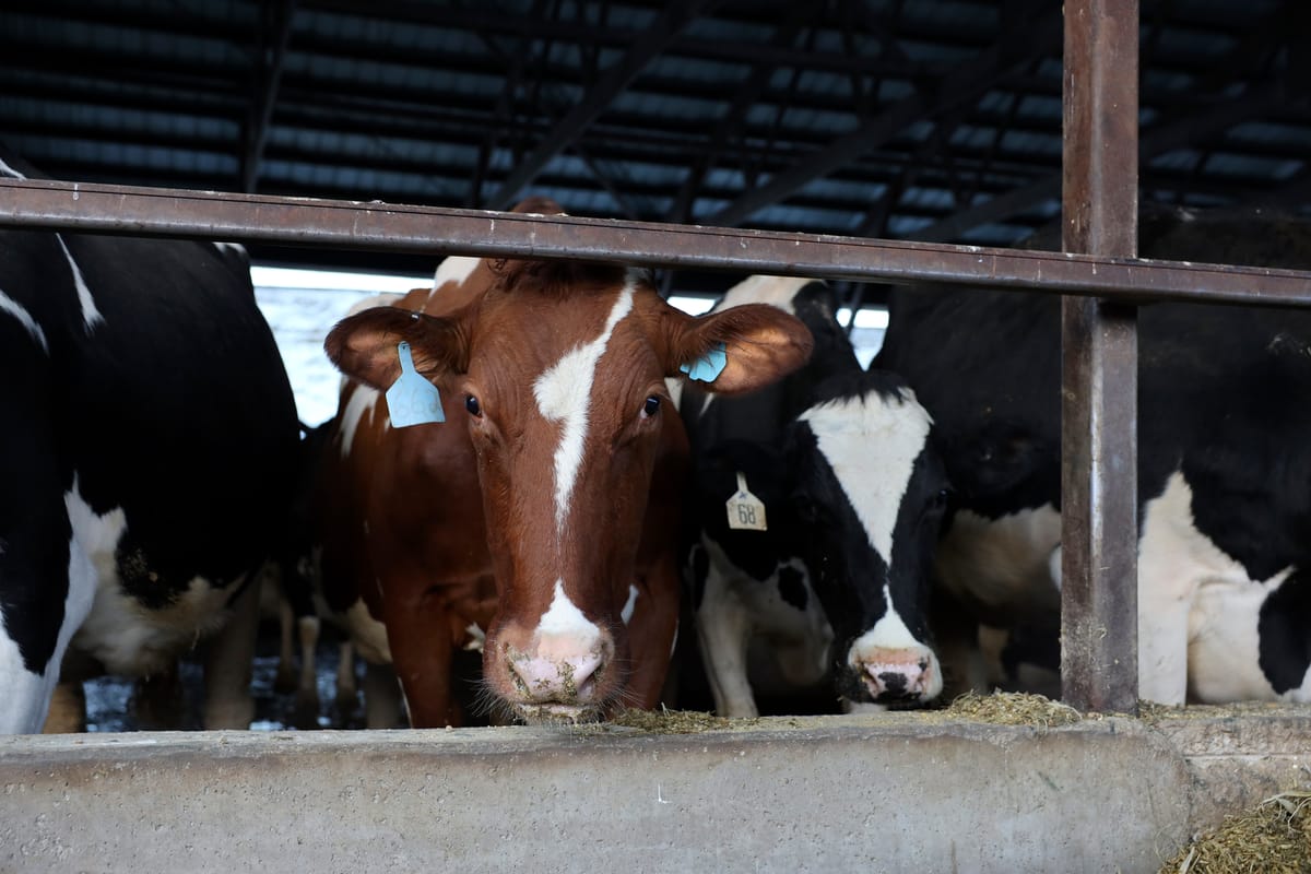 Dairy digesters presented before Congress as a solution to curbing methane emissions