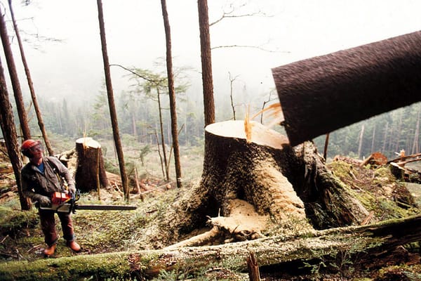 BP-owned company is selling carbon credits on trees that aren’t in danger, analysis finds
